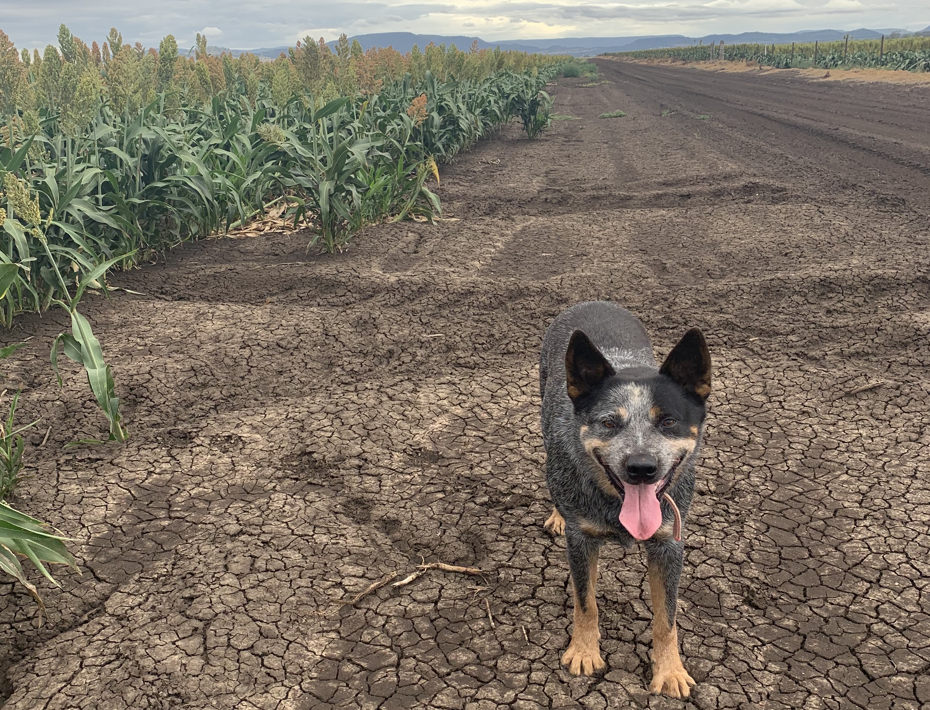 Meet Dog of the Month 