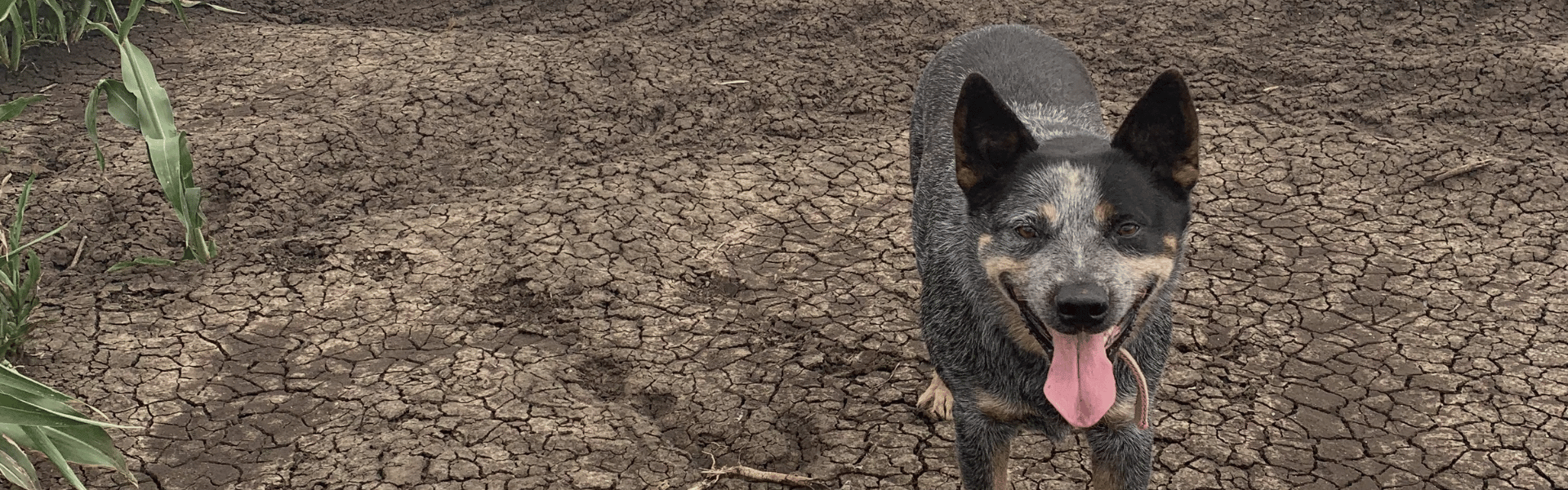 Dog of the Month