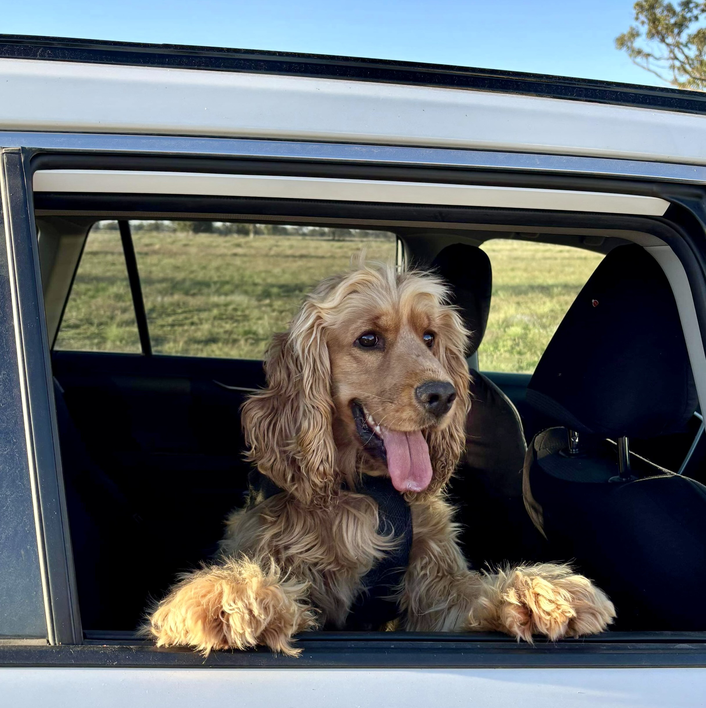 Meet Dog of the Month-new